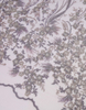 Embroidery Lace KINSLEY BEADED LACE IN DUSTY PURLE